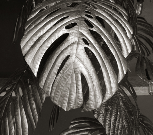 Tropical Leaf